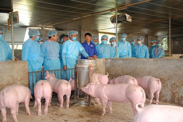 Nghiêm túc triển khai đồng bộ các giải pháp cấp bách khống chế bệnh Dịch tả lợn Châu Phi